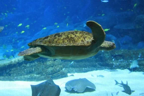 珠海長隆海洋王國_海洋奇觀_25