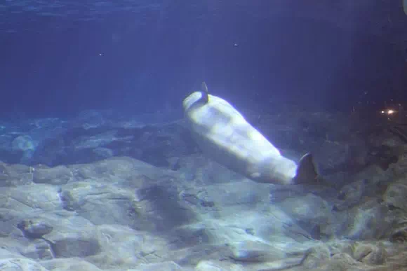 長隆海洋王國_白鯨