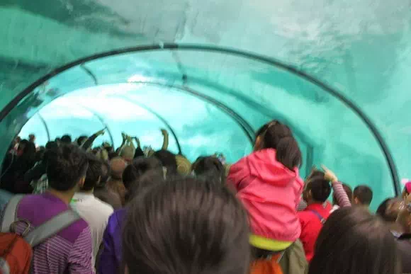 珠海長隆海洋王國_企鵝館1