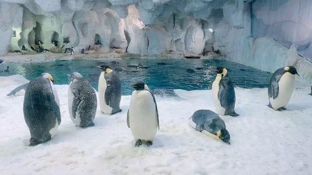 珠海長隆企鵝館