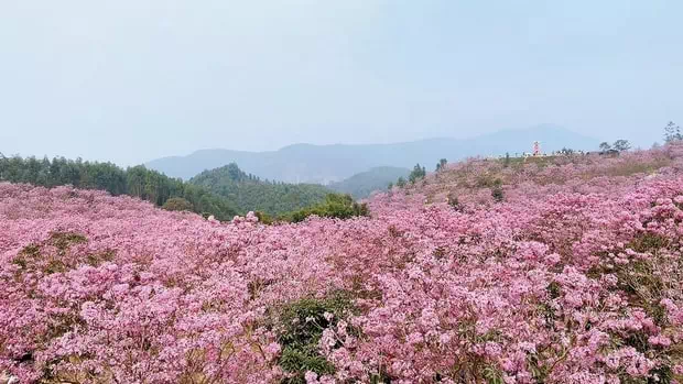 新會紫花風鈴