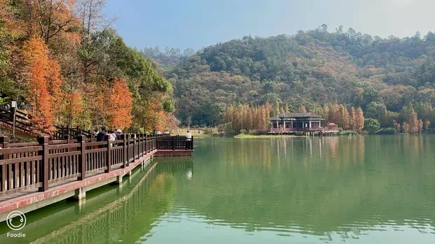 新會石澗公園水杉