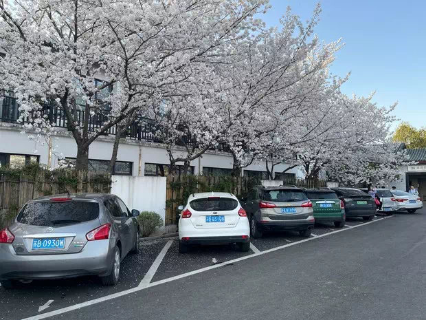 櫻花山莊背面停車場