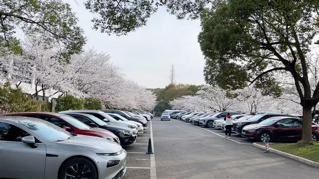 櫻花山莊停車場