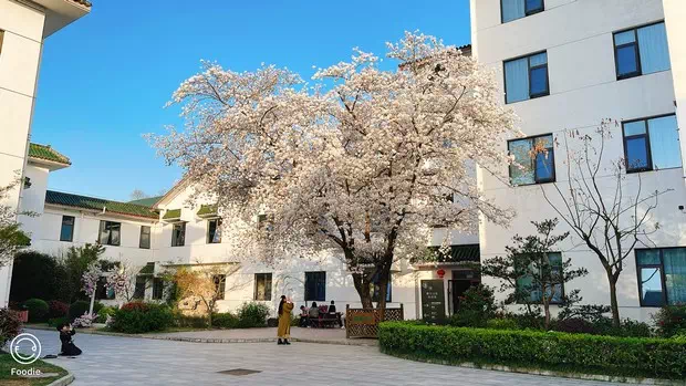 櫻花山莊櫻花樹
