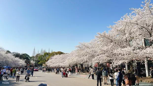 黿頭渚櫻花大道-圖1