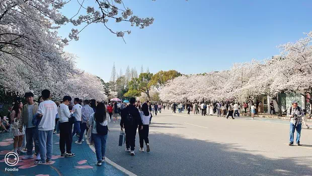 黿頭渚櫻花大道-圖2