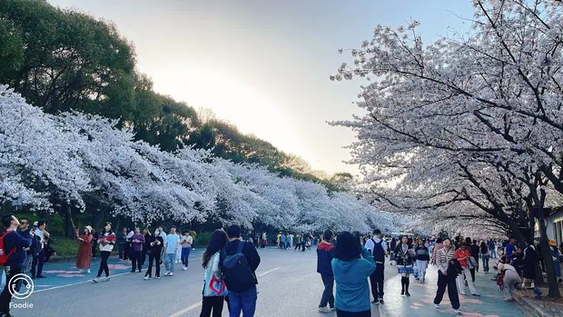 黿頭渚櫻花大道-圖3