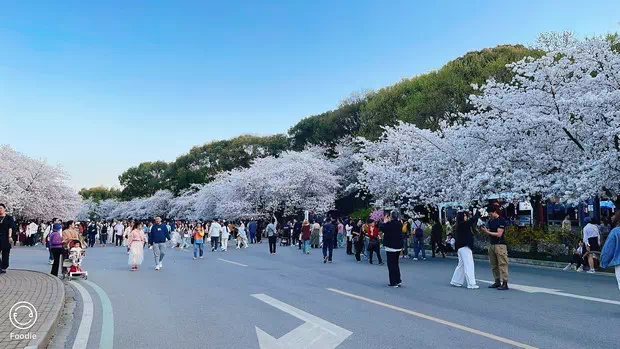 黿頭渚櫻花大道-圖4