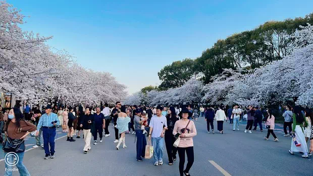 黿頭渚櫻花大道-圖5