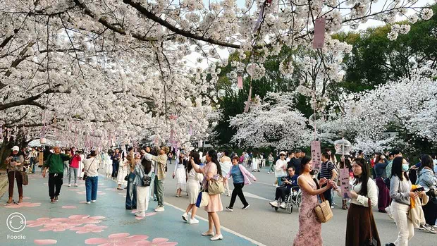 黿頭渚櫻花大道-圖6