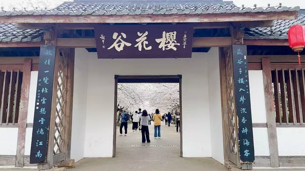 黿頭渚櫻花谷-圖1