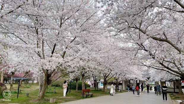 黿頭渚櫻花谷-圖2