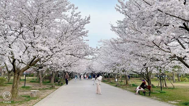 黿頭渚櫻花谷-圖3