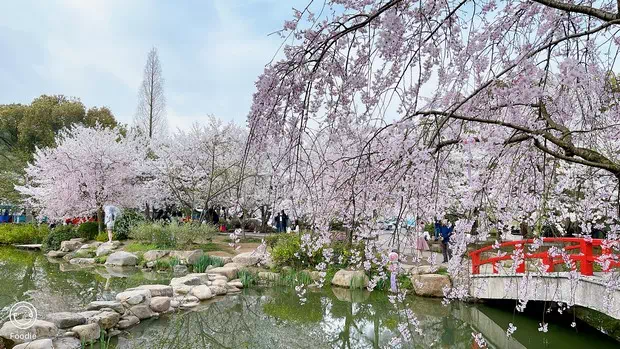 黿頭渚櫻花谷-圖4