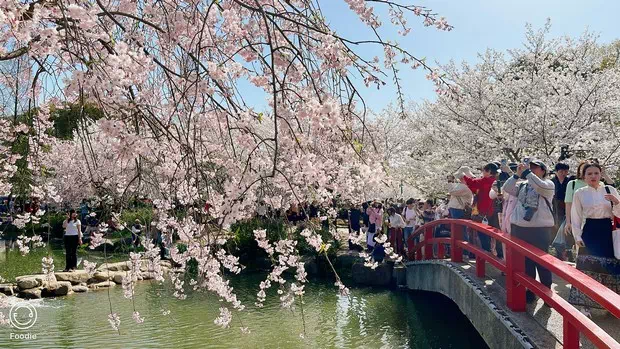 黿頭渚櫻花谷-圖5