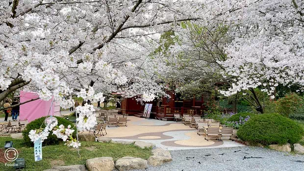 黿頭渚櫻花谷-圖7