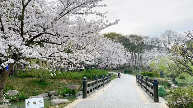 黿頭渚中日櫻花友誼林-圖3