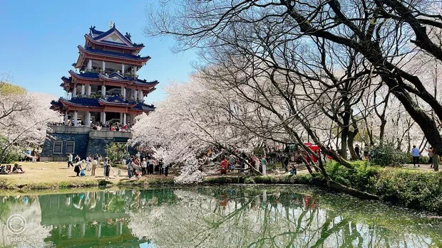 黿頭渚賞櫻樓-圖2