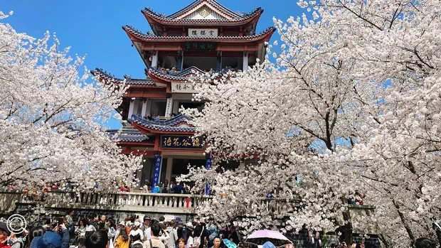 黿頭渚賞櫻樓-圖4