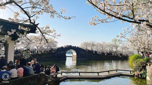 黿頭渚長春橋櫻花-圖1