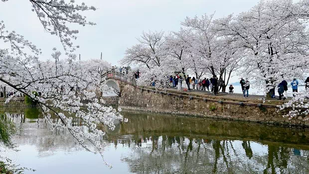 黿頭渚長春橋櫻花-圖2