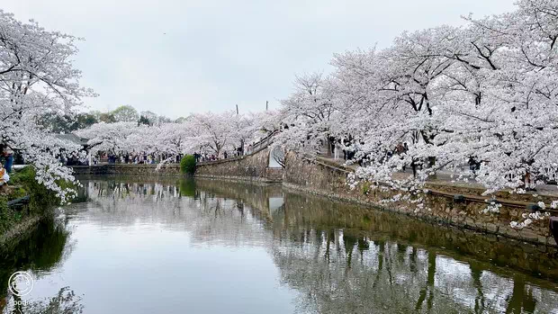 黿頭渚長春橋櫻花-圖3