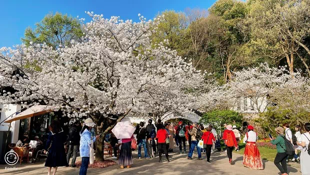 黿頭渚太湖佳絕處櫻花-圖2