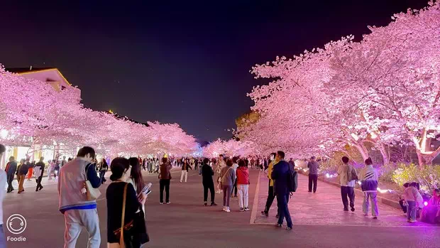 黿頭渚櫻花大道夜櫻