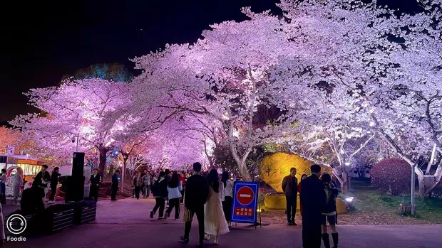 黿頭渚中日櫻花友誼林夜櫻