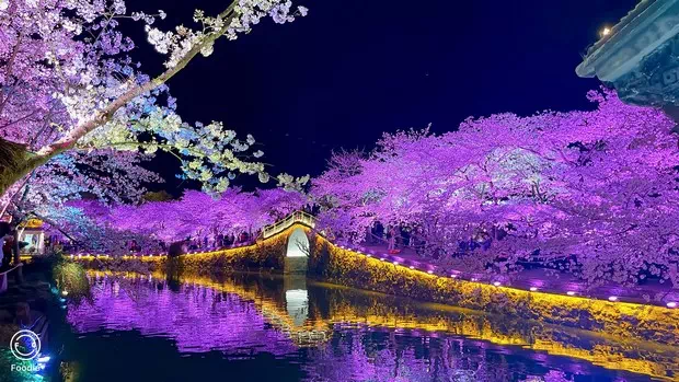 黿頭渚長春橋夜櫻-圖1