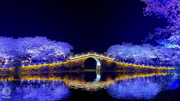 黿頭渚長春橋夜櫻-圖2