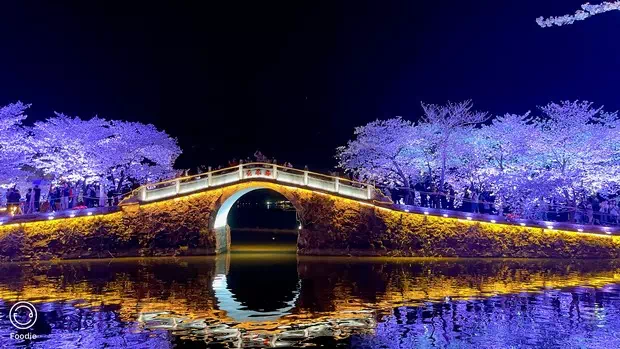 黿頭渚長春橋夜櫻-圖3