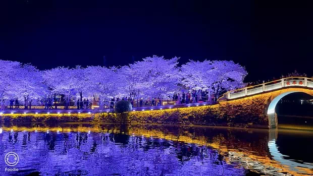 黿頭渚長春橋夜櫻-圖4