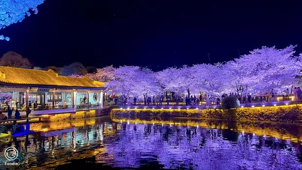 黿頭渚長春橋夜櫻-圖5