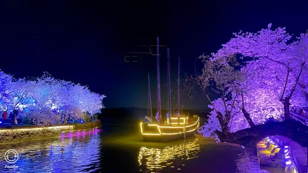 黿頭渚長春橋夜櫻-圖6