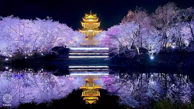 黿頭渚櫻花樓夜櫻