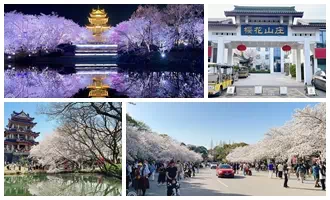 無錫賞櫻攻略