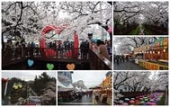韓國鎮海軍港節櫻花季：行程安排與交通資料(+釜山賞櫻勝景推薦)