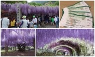 河內藤園：購買入場券方法與交通攻略