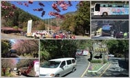 台灣武陵農場賞櫻攻略：國光客運購票與乘車經驗分享